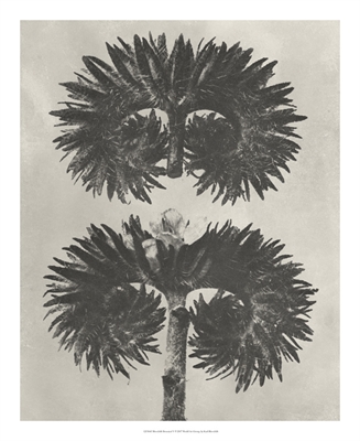 Blossfeldt Botanical V