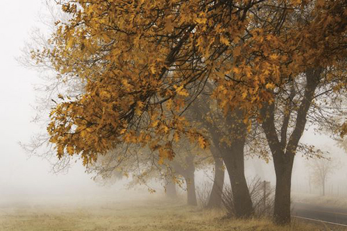 Fog In Fall